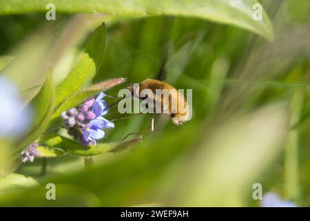 Bee-Fly aux bords sombres sur Woodland-Forget-Me-Not Banque D'Images