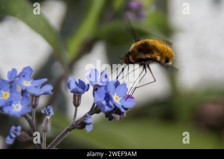 Bee-Fly aux bords sombres sur Woodland-Forget-Me-Not Banque D'Images