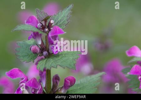 Spotted Dead-nettle Banque D'Images