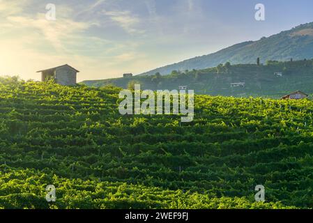Vignobles de Prosecco Hills, site classé au patrimoine mondial de l'UNESCO. Valdobbiadene, Vénétie, Italie Banque D'Images