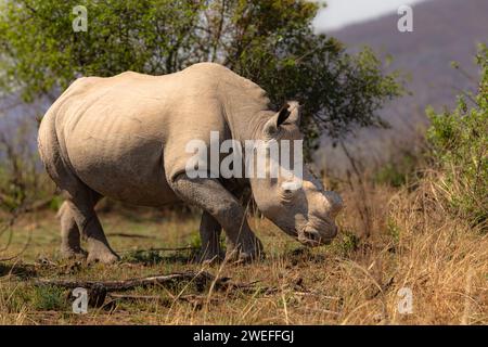 Un rhinocéros blanc, écorné pour le protéger des braconniers, est vu dans un parc national de gibier dans le nord de l'Afrique du Sud. Banque D'Images