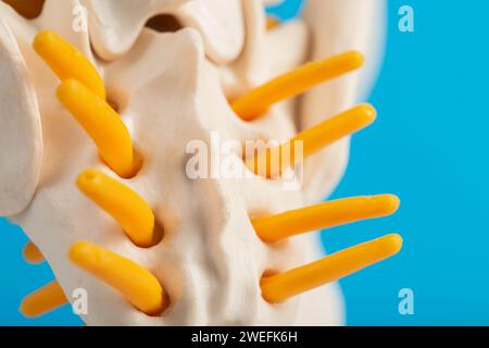 La partie la plus basse de la colonne vertébrale est le coccyx et le sacrum sur fond bleu. Problèmes avec la colonne vertébrale et douleurs dorsales, radiculite. Traitement médical de p Banque D'Images