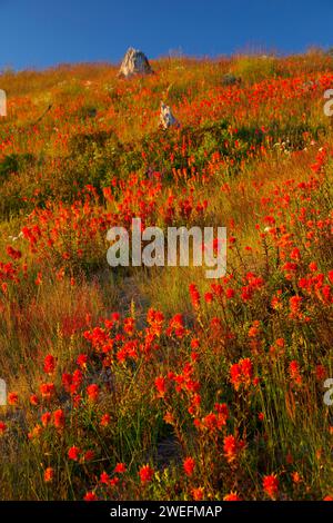 Indian paintbrush à Johnston Ridge, Spirit Lake Memorial Highway, Mt St Helens, Washington Monument Volcanique National Banque D'Images