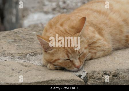 Gros plan de la tête de chat domestique gingembre dormant sur les escaliers en pierre Banque D'Images