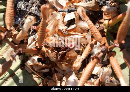 Welwitschia ou arbre tumbo (Welwitschia mirabilis) est une plante de gimnosperme endémique du désert du Namib (Angola et Namibie). Cônes femelles et pollinat d'insecte Banque D'Images