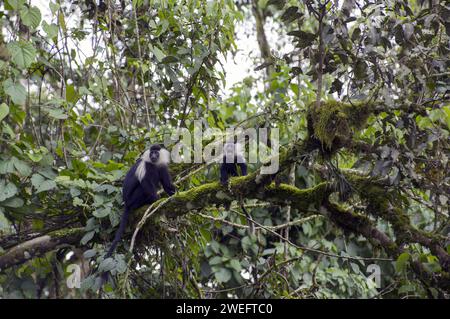 Singes colobus sauvages avec leur fourrure noire et blanche caractéristique dans le parc national de Nyungwe au Rwanda, parcs d'Afrique centrale, à jouer ou manger des feuilles Banque D'Images