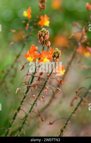 La fleur de serpent (Bulbine frutescens) est une plante vivace originaire de l'Afrique australe. Détail fleurs. Banque D'Images