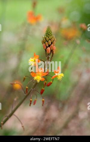 La fleur de serpent (Bulbine frutescens) est une plante vivace originaire de l'Afrique australe. Détail fleurs. Banque D'Images