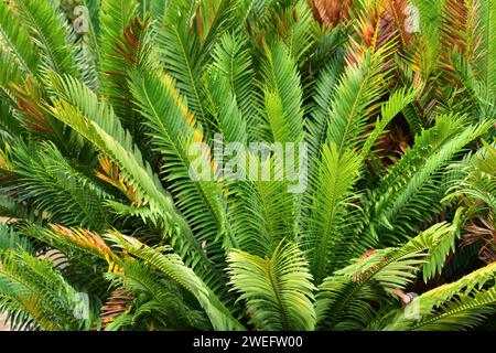 Lebombo cycad (Encephalartos lebomboensis) est un gymnosperme originaire des monts Lebombo en Afrique du Sud. Banque D'Images