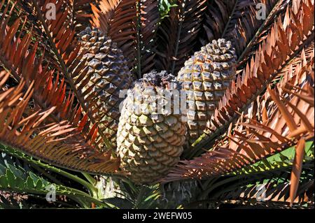 Lebombo cycad (Encephalartos lebomboensis) est un gymnosperme originaire des monts Lebombo en Afrique du Sud. Détail cônes femelles. Banque D'Images