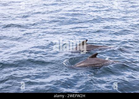 Deux baleines pilotes (Globicephala melas) nagent en harmonie, leurs ailerons dorsaux lisses coupant à travers les eaux texturées et bleu acier de la mer de Norvège Banque D'Images