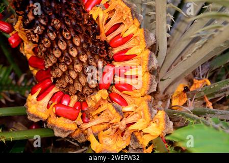 La cycade natale (Encephalartos natalensis) est un gymnosperme originaire de la région du Natal en Afrique du Sud. Détails des grains. Banque D'Images