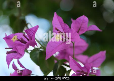 Bougainvillea Violet. Un beau buisson avec beaucoup de fleurs violettes. Journée ensoleillée. Un tir sans personne. Buenos Aires. Argentine. Banque D'Images