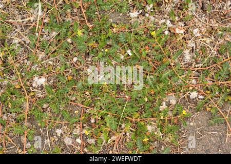 Les cils du diable ou poncturevine (Tribulus terrestris) sont des herbes médicinales pérennes rampantes largement distribuées dans le monde entier. Cette photo a été prise Banque D'Images