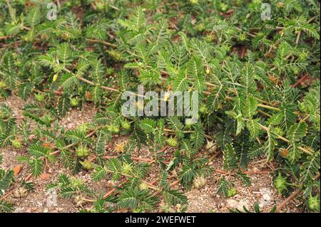 Cils du diable ou poncturevine (Tribulus terrestris) est une herbe vivace rampante largement distribuée dans le monde entier. Cette photo a été prise à Salama Banque D'Images