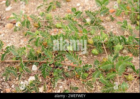 Cils du diable ou poncturevine (Tribulus terrestris) est une herbe vivace rampante largement distribuée dans le monde entier. Cette photo a été prise à Salama Banque D'Images