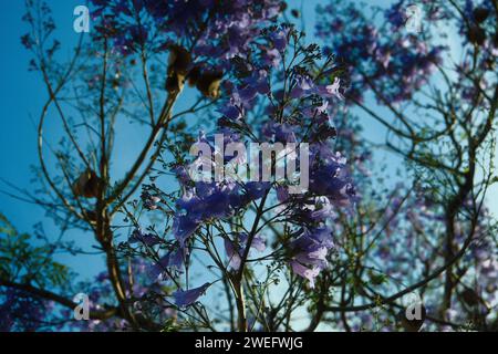 Les jacarandas violettes fleurissent dans les rues de Buenos Aires. Les fleurs de Jacaranda sont un symbole du printemps en Argentine. Banque D'Images