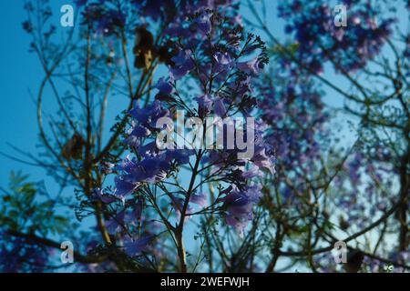 Les jacarandas violettes fleurissent dans les rues de Buenos Aires. Les fleurs de Jacaranda sont un symbole du printemps en Argentine. Banque D'Images