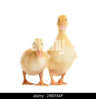 Canetons mignons sur un fond blanc. Deux petits canetons curieux dans des poses drôles sur blanc isolé. Banque D'Images