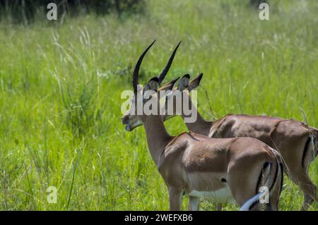 Impalas photographiés lors d’un safari dans le parc national d’Akagera, dans le nord-est du Rwanda, la plus grande zone humide protégée d’Afrique centrale. Africa Parks Banque D'Images