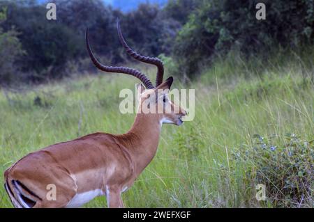 Impala photographiée lors d’un safari dans le parc national d’Akagera, dans le nord-est du Rwanda, la plus grande zone humide protégée d’Afrique centrale. Africa Parks Banque D'Images