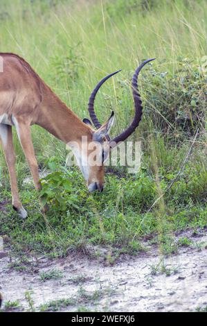 Impala photographiée lors d’un safari dans le parc national d’Akagera, dans le nord-est du Rwanda, la plus grande zone humide protégée d’Afrique centrale. Africa Parks Banque D'Images