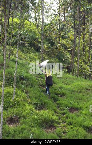 Homme pieds nus portant un sac d'herbe de récolte, herbe d'éléphant possible, en haut d'une colline avec des tongs rouges dans sa main. Banque D'Images