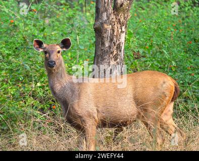 Visage de cerfs sambar femelles vus dans la forêt du parc national de Pench Banque D'Images