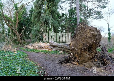 Un grand arbre à feuilles caduques éclate sur un sentier de campagne après une tempête hivernale Shepperton Surrey Angleterre Royaume-Uni Banque D'Images