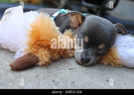 Chihuahua chiot dormant sur le jouet de chien Banque D'Images