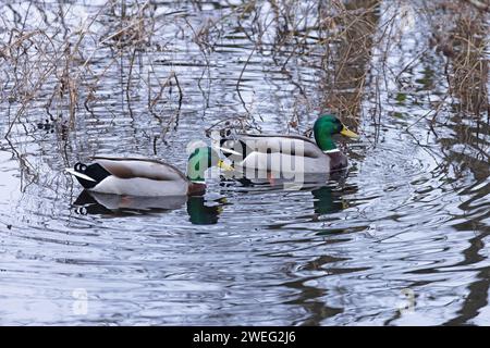 Mallard (Anas platyrhynchos) deux drakes Whitlingham CP Norfolk janvier 2024 Banque D'Images