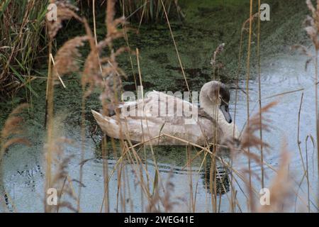 Cygne se relaxant dans une rivière tranquille Banque D'Images