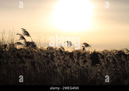 Herbe haute au soleil Banque D'Images