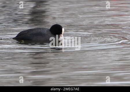 Harefield, Royaume-Uni. 25 janvier 2024. Un coot semble sourire alors qu'il se nourrit sur le Grand Union Canal à Harefield dans le quartier londonien de Hillingdon. Crédit : Maureen McLean/Alamy Banque D'Images