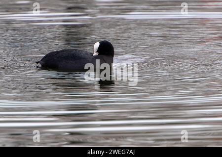 Harefield, Royaume-Uni. 25 janvier 2024. Un coot prélève ses plumes sur le Grand Union Canal à Harefield dans le quartier londonien de Hillingdon. Crédit : Maureen McLean/Alamy Banque D'Images