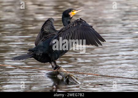 Harefield, Royaume-Uni. 25 janvier 2024. Un cormoran perché au sommet d'un morceau de métal dans le Canal du Grand Union à Harefield sèche ses ailes. Crédit : Maureen McLean/Alamy Banque D'Images