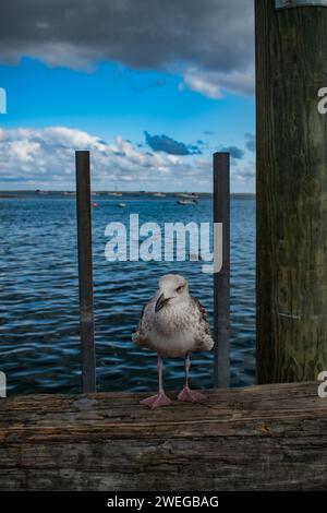 La vie à Chatham Pier - Cape Cod, Nouvelle-Angleterre Banque D'Images