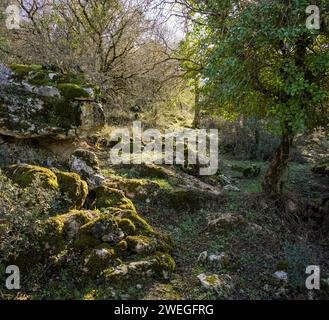 Roches couvertes de mousse dans la forêt de montagne en Andalousie, Espagne. Banque D'Images