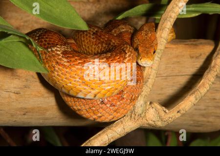 Snake, point Defiance Zoo and Aquarium, point Defiance Park, Tacoma, Washington Banque D'Images