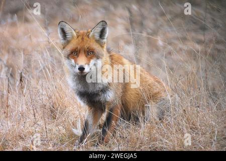 Curieux renard roux debout à travers l'herbe fanée (Vulpes vulpes), animal sauvage en habitat naturel Banque D'Images