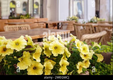 Fleurs de pétunia mélangées. Pétunias dans l'image de fond de détail floral. pétunia en fleurs blanc et jaune en pot.fleurs pleine floraison saisonnières en pot sur Banque D'Images