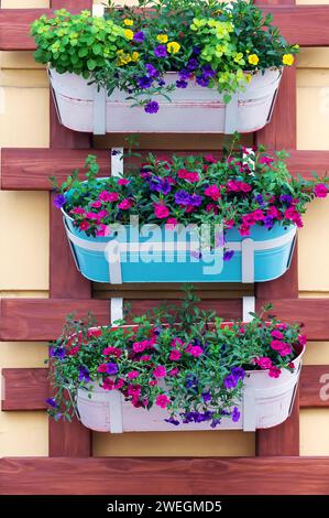 Fleurs de pétunia mélangées. Pétunias dans l'image de fond de détail floral. pétunia en fleurs blanc et jaune en pot.fleurs pleine floraison saisonnières en pot sur Banque D'Images