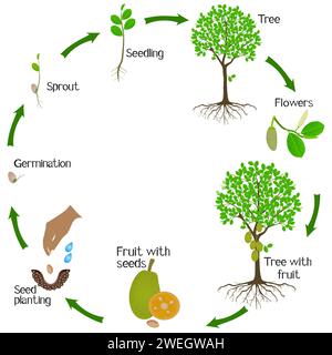 Un cycle de croissance de l'arbre jackfruitier sur un fond blanc. Illustration de Vecteur