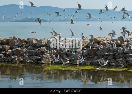 Troupeau de goélands à tête noire (Larus ridibundus) en vol, lac Trasimeno, Ombrie, Italie Banque D'Images