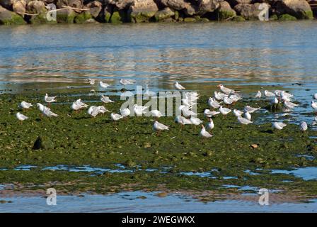 Troupeau de goélands à tête noire (Larus ridibundus) dans la rivière Saline, Montesilvano, Abruzzes, Italie Banque D'Images