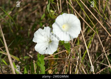 Lisière des champs (Convolvulus arvensis), Abruzzes, Italie Banque D'Images