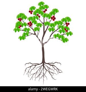 Sterculia quadrifida arbre avec des fruits et des racines sur un fond blanc. Illustration de Vecteur