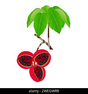 Branche avec fruits sterculia quadrifida et feuilles sur fond blanc. Illustration de Vecteur