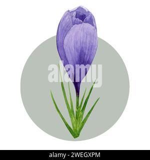 Crocus violet fleur printanière. Illustration florale aquarelle peinte à la main isolée sur fond blanc. Élément de conception pour étiquette, paquet, carte postale, in Banque D'Images