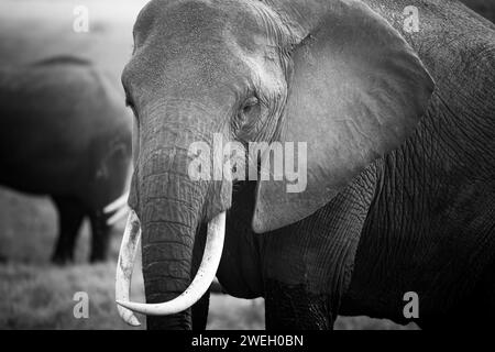 Portrait frontal noir et blanc d'un éléphant d'afrique Banque D'Images